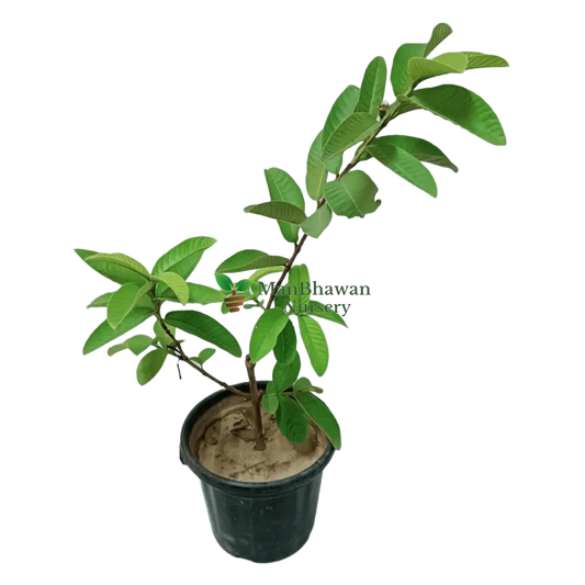 Buy Pink Variety Guava Plant Online – Sweet and Fragrant, Purchase Guava Tree with Pink Fruits for Your Garden, Online Shopping: Pink Variety Guava Plant – Tropical Delight