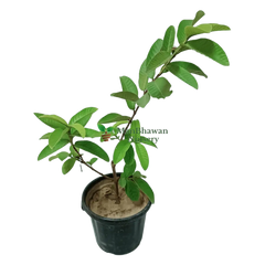 Buy Pink Variety Guava Plant Online – Sweet and Fragrant, Purchase Guava Tree with Pink Fruits for Your Garden, Online Shopping: Pink Variety Guava Plant – Tropical Delight