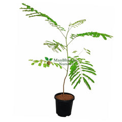 Buy Gulmohar Tree Online: Elevate your surroundings with this iconic flowering beauty, Buy Online: Gulmohar Plant - Transform your outdoor space with striking red blooms