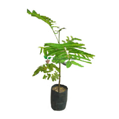 Acquire Gulmohar Tree Online: Experience the elegance of this ornamental botanical specimen, Purchase Gulmohar Plant Online: Bring vibrant hues to your landscape effortlessly, Buy Gulmohar Tree Online: Elevate your surroundings with this iconic flowering beauty