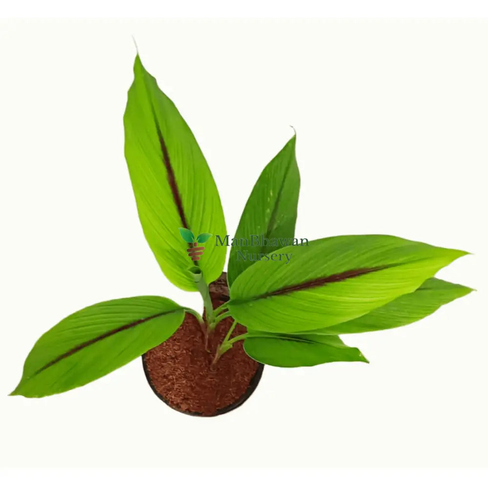 Buy Online: Black Haldi Plant - Cultivate the rare and valuable herb in your garden, Order Black Turmeric Plant Online: Enhance your medicinal garden with this unique variety, Purchase Black Haldi Sapling Online: Grow the sought-after healing herb at home, Buy Black Turmeric Online: Add a distinctive touch to your herbal garden with this plant