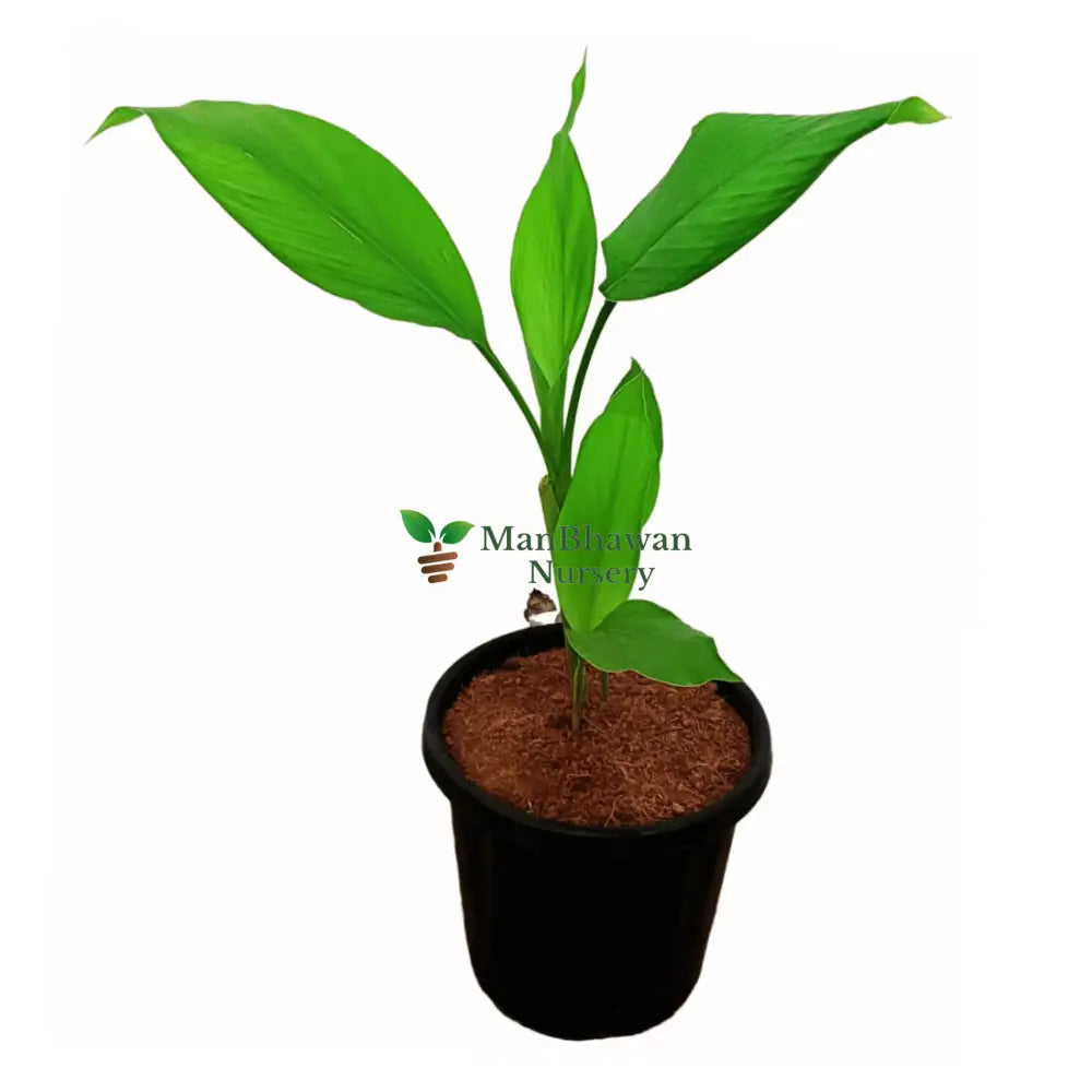 Buy Yellow Haldi Plant Online: Cultivate the traditional healing herb in your garden, Order Online: Yellow Turmeric Plant - Elevate your herbal garden with this versatile spice, Purchase Yellow Haldi Sapling: Grow your own medicinal turmeric at home effortlessly, Buy Yellow Turmeric Online: Enhance your garden with the bright and aromatic Yellow Haldi
