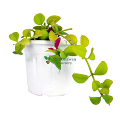 Buy Online: Hanging Dischidia - Elevate your space with the unique charm of String of Nickels, Order Hanging Dischidia Online: Explore the beauty of String of Nickles for an enchanting hanging display, Purchase String of Nickels Online: Bring the captivating allure of Hanging Dischidia to your home, Buy Online: Hanging Dischidia/String of Nickles - Enhance your surroundings with this distinctive trailing plant