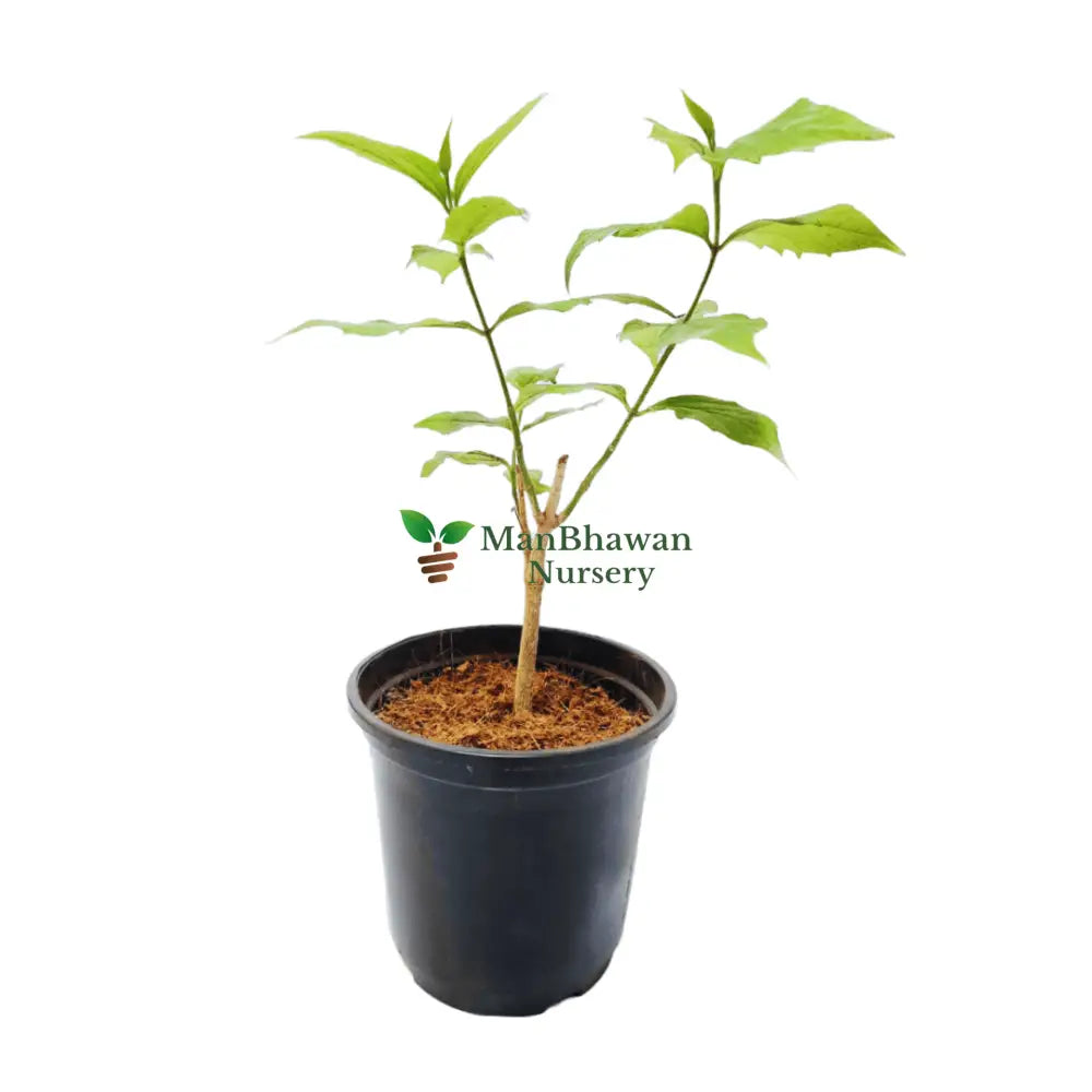 Buy Online: Harsingar Plant, Parijat Plant, Parijatak Plant - Explore the charm of this versatile flowering species for your garden,