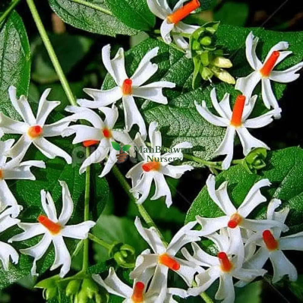 Acquire Harsingar Plant Online: Parijat, or Parijatak, for a delightful and fragrant addition to your greenery,