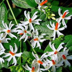 Acquire Harsingar Plant Online: Parijat, or Parijatak, for a delightful and fragrant addition to your greenery,