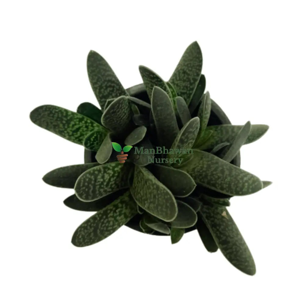 Buy Online: Harsingar and Parijatak Plants - Enhance your outdoor space with the combined allure of these flowering wonders, Acquire Harsingar Plant Online: Parijat, or Parijatak, for a delightful and fragrant addition to your greenery, Buy Online: Harsingar Plant, Parijat Plant, Parijatak Plant - Explore the charm of this versatile flowering species for your garden