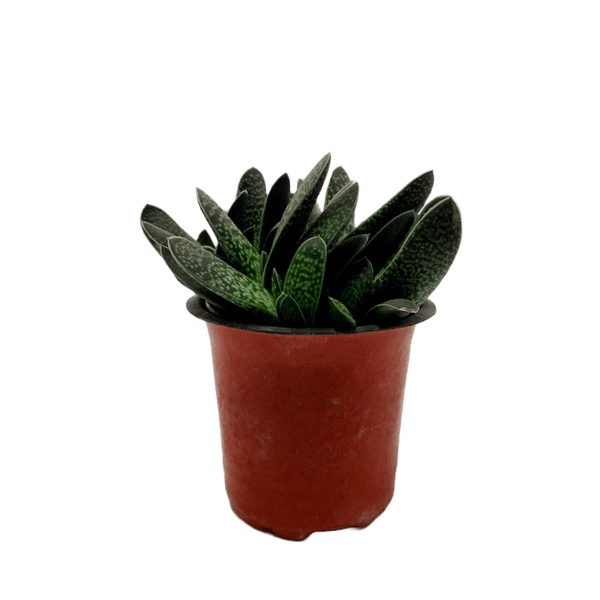 Best 3 Succulent Plant Combo - Succulent Star Zebra Haworthia & Haworthia Succulent