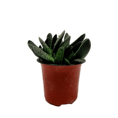 Best 3 Succulent Plant Combo - Succulent Star Zebra Haworthia & Haworthia Succulent