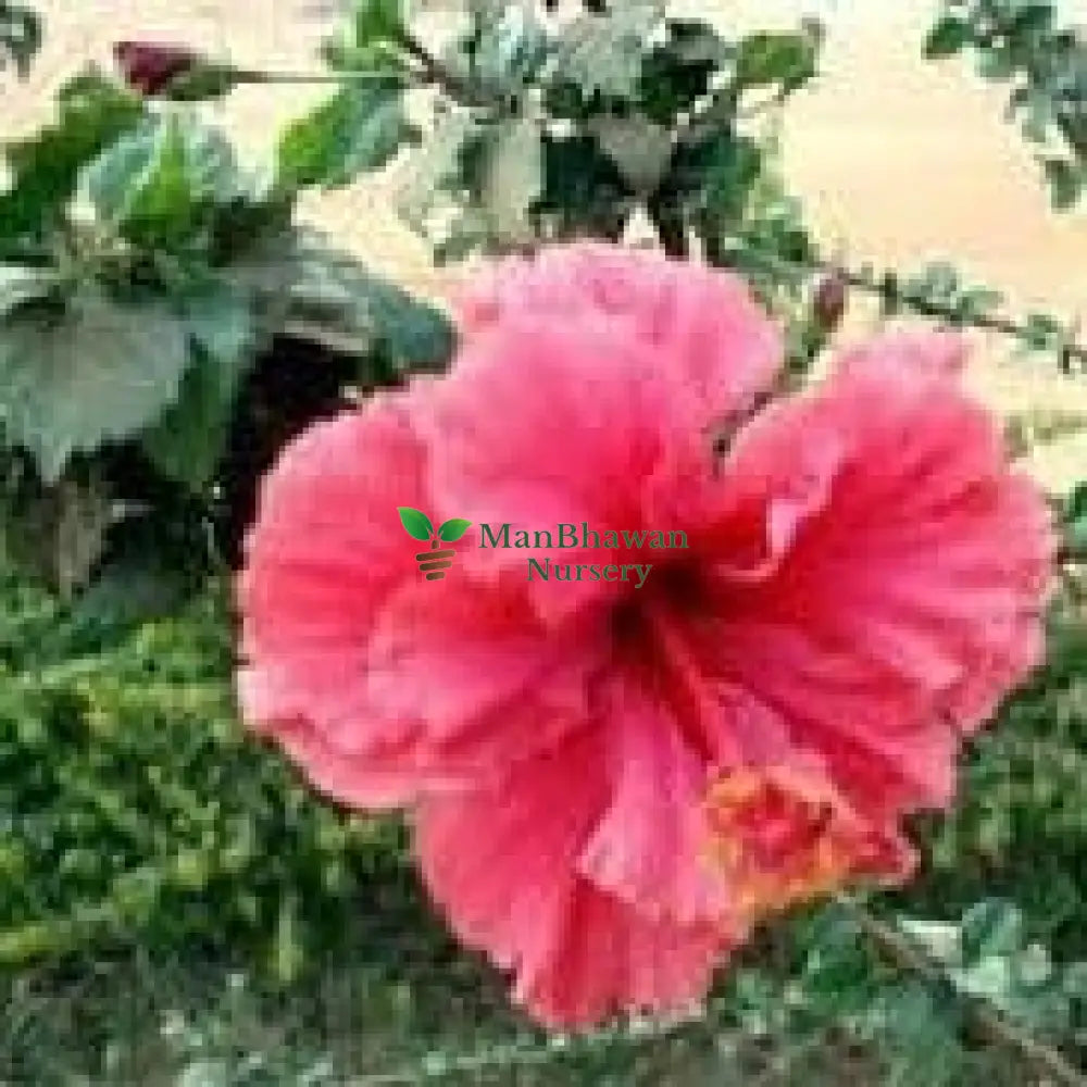 Order Hibiscus Plant Online: Elevate your landscape with the tropical beauty of this captivating flowering plant, Purchase Hibiscus Flowering Plant Online: Enhance your outdoor space with the stunning colors of hibiscus blooms, Buy Online: Hibiscus Shrub - Bring the elegance of these iconic flowers to your garden effortlessly,
