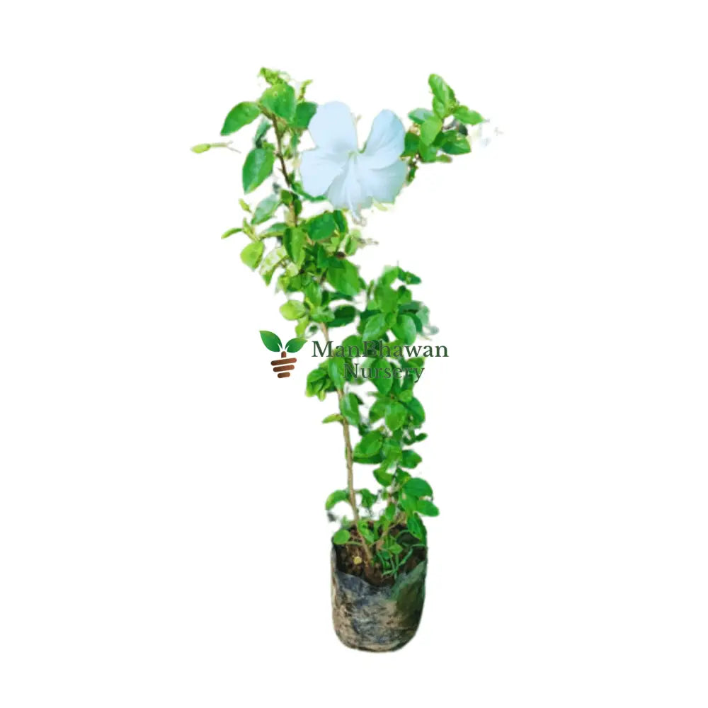 Purchase Hibiscus Flowering Plant Online: Enhance your outdoor space with the stunning colors of hibiscus blooms, Buy Online: Hibiscus Shrub - Bring the elegance of these iconic flowers to your garden effortlessly, Acquire Hibiscus Plant Online: Explore a variety of hibiscus species for a colorful and thriving garden
