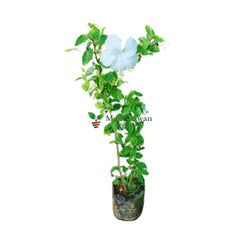 Purchase Hibiscus Flowering Plant Online: Enhance your outdoor space with the stunning colors of hibiscus blooms, Buy Online: Hibiscus Shrub - Bring the elegance of these iconic flowers to your garden effortlessly, Acquire Hibiscus Plant Online: Explore a variety of hibiscus species for a colorful and thriving garden
