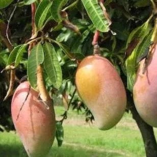 Mango Himsagar Plant