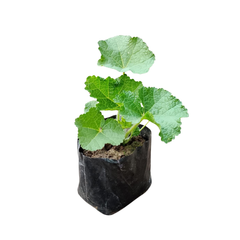 Hollyhock Flower Plant