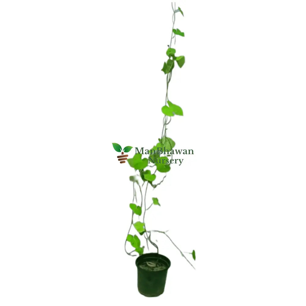 Order Ipomoea Indica Plant Online: Web-based Botanical Procurement, Add Ipomoea Indica Plant to Cart: Virtual Garden Enhancement, Purchase Ipomoea Indica Plant Online: Botanical Acquisition, Shop for Ipomoea Indica Online: Internet-based Botanical Buying