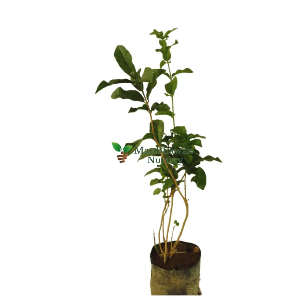 Purchase Arabian Jasmine Plant: Fragrant Botanical Acquisition, Buy Arabian Jasmine Bush: Online Garden Addition, Obtain Arabian Jasmine Plant: Digital Floral Transaction, Shop for Arabian Jasmine Online: Internet-based Botanical Purchase