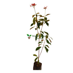 Purchase Jatropha Plant Online: Botanical Acquisition, Buy Jatropha Shrub: Online Horticultural Investment, Obtain Jatropha Plant: Digital Botanical Transaction