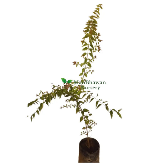 Purchase Juhi (Jasminum Auriculatum) Plant Online: Fragrant Botanical Acquisition, Buy Jasminum Auriculatum (Juhi) Vine: Online Garden Addition, Obtain Juhi Plant: Digital Floral Transaction