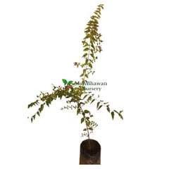 Purchase Juhi (Jasminum Auriculatum) Plant Online: Fragrant Botanical Acquisition, Buy Jasminum Auriculatum (Juhi) Vine: Online Garden Addition, Obtain Juhi Plant: Digital Floral Transaction