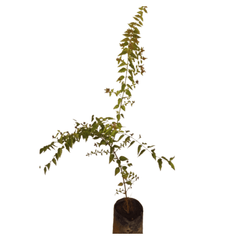 Purchase Juhi (Jasminum Auriculatum) Plant Online: Fragrant Botanical Acquisition, Buy Jasminum Auriculatum (Juhi) Vine: Online Garden Addition, Obtain Juhi Plant: Digital Floral Transaction