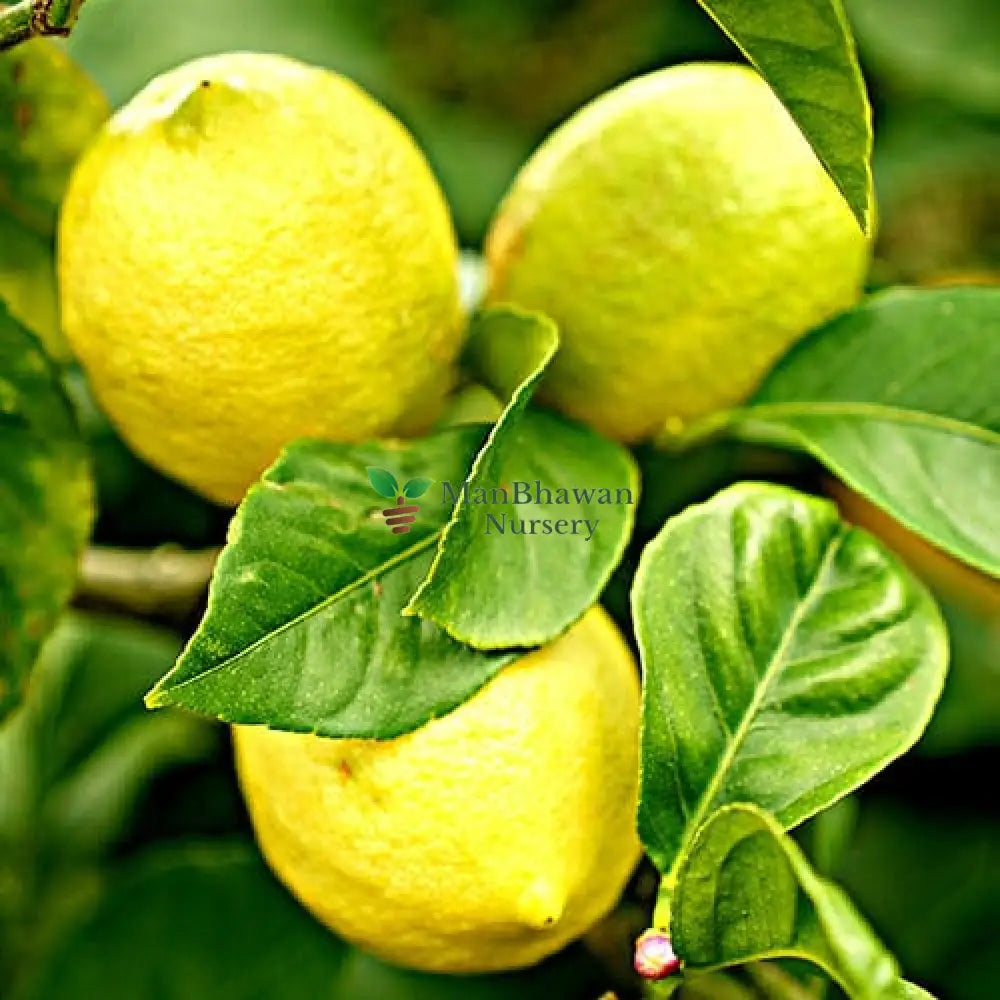 Kaffir Lime Citrus: Versatile Ingredient for Savory and Sweet Recipes, Gandharaj Lime: Fragrant Citrus Perfect for Beverages and Desserts, Kaffir Lime Leaf: Essential Herb in Thai and Indonesian Cuisine