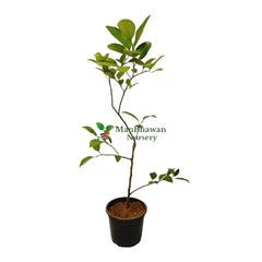 Kaffir Lime Fruit: Fragrant Citrus with Exotic Flavor, Gandharaj Lime: Aromatic Citrus Variety for Culinary Delights,