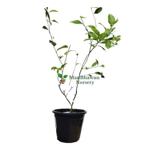 buy online kagzi nimboo plant, nimboo plant