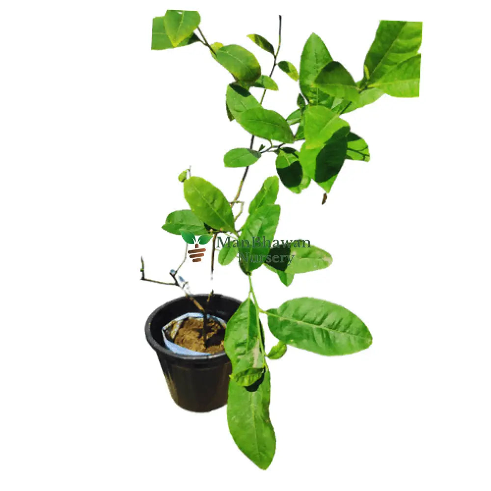 lemon treen on sale, new fresh lemon tree