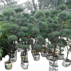 Kajorina - Tapori / Casuarina Topiary Plant