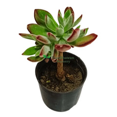 Detailed image of a healthy Kalanchoe Tomentosa, also called Panda Plant, showing its distinctive foliage