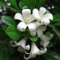 Kamini Murraya / Orange Jasmine Plant