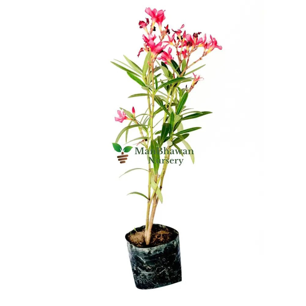 Kaner Dwarf Plant Pink