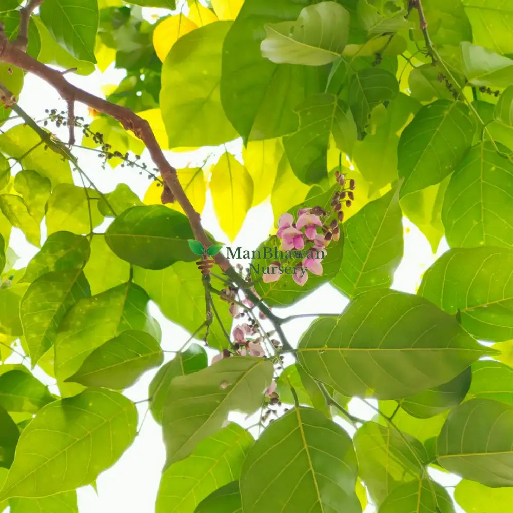 Karanja (Millettia pinnata) plant 3-4 Feet