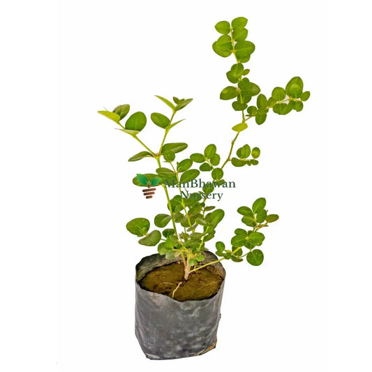 Karounda Plant