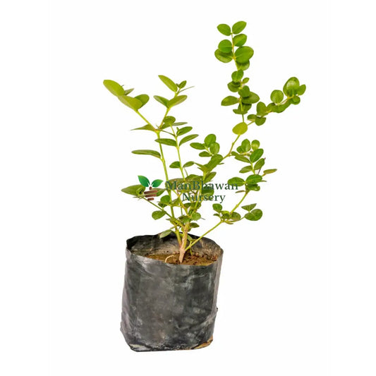 Karounda Plant