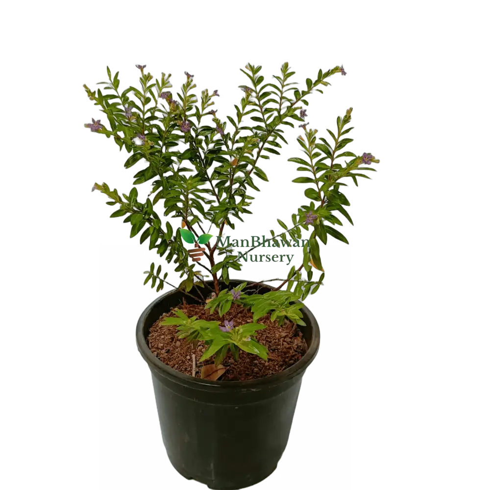 buy online kufiya plants for sale, best cuphea plants on sale