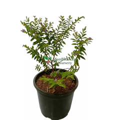 buy online kufiya plants for sale, best cuphea plants on sale