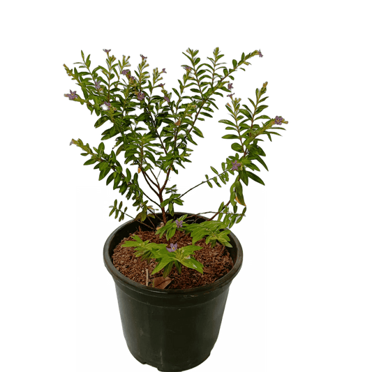 buy online kufiya plants for sale, best cuphea plants on sale