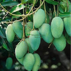 shop for best lagra mango plant online