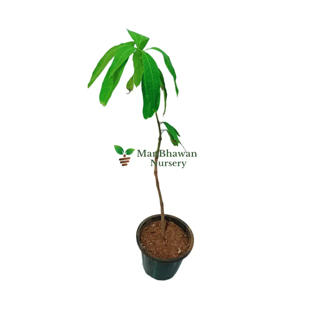 buy online langra mango plant, shop now best mango plant