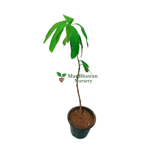 buy online langra mango plant, shop now best mango plant
