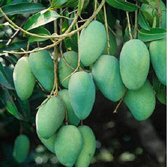 shop for best lagra mango plant online