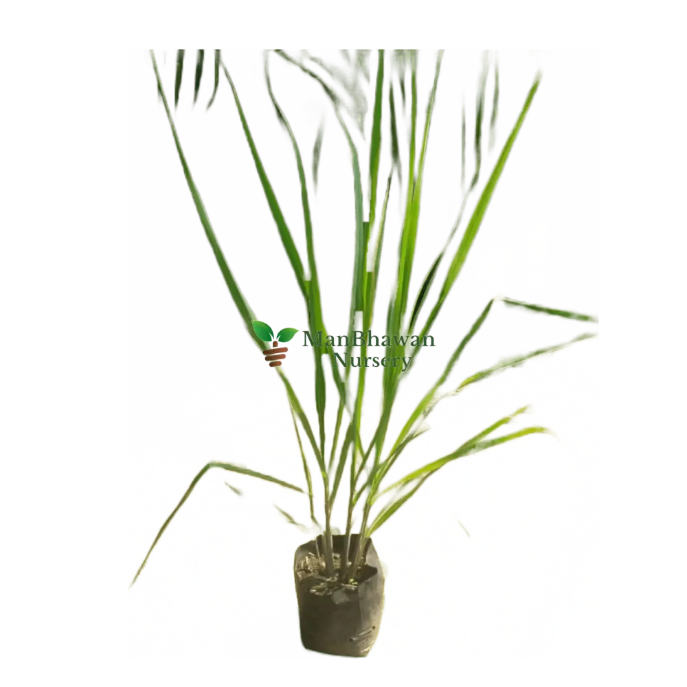 buy online lemon grass plant price, online lemon grass plant on sale, fresh live lemon grass plant online