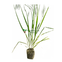 buy online lemon grass plant price, online lemon grass plant on sale, fresh live lemon grass plant online