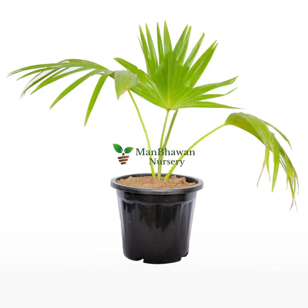 Livistona Chinensis / China Fan Palm