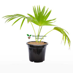 Livistona Chinensis / China Fan Palm