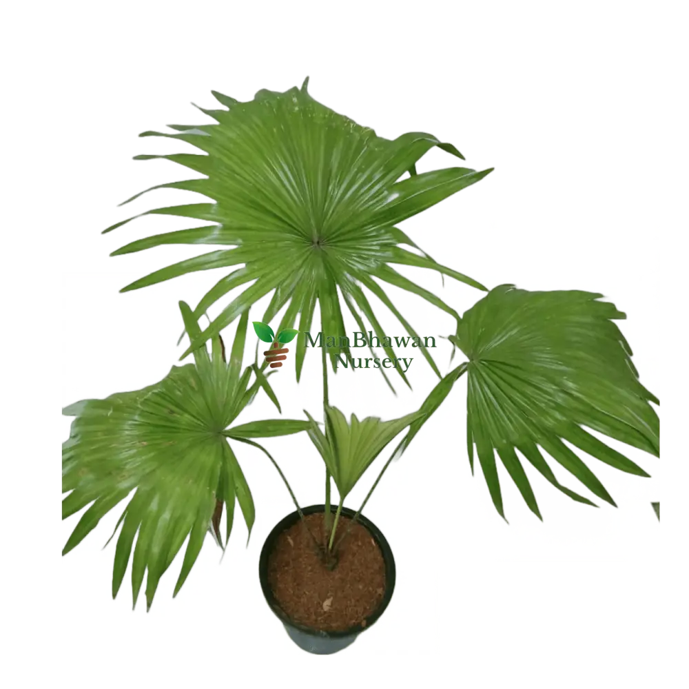 Livistona Chinensis / China Fan Palm