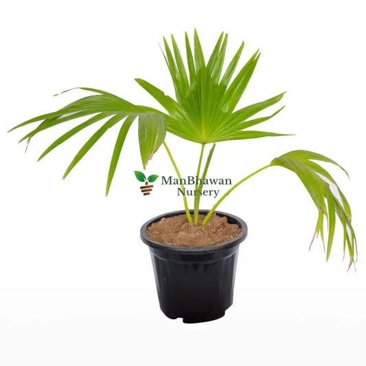 Livistona Chinensis / China Fan Palm