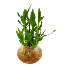 Lucky Bamboo Plant in Designer Glass Pot 2 Layer