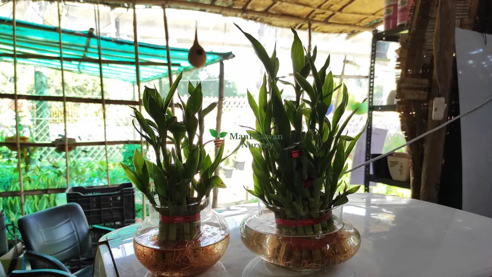 Lucky Bamboo Plant in Designer Glass Pot
